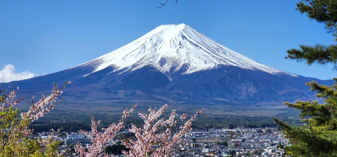 Mount Fuji framed by cherry blossom, photographed by a guest