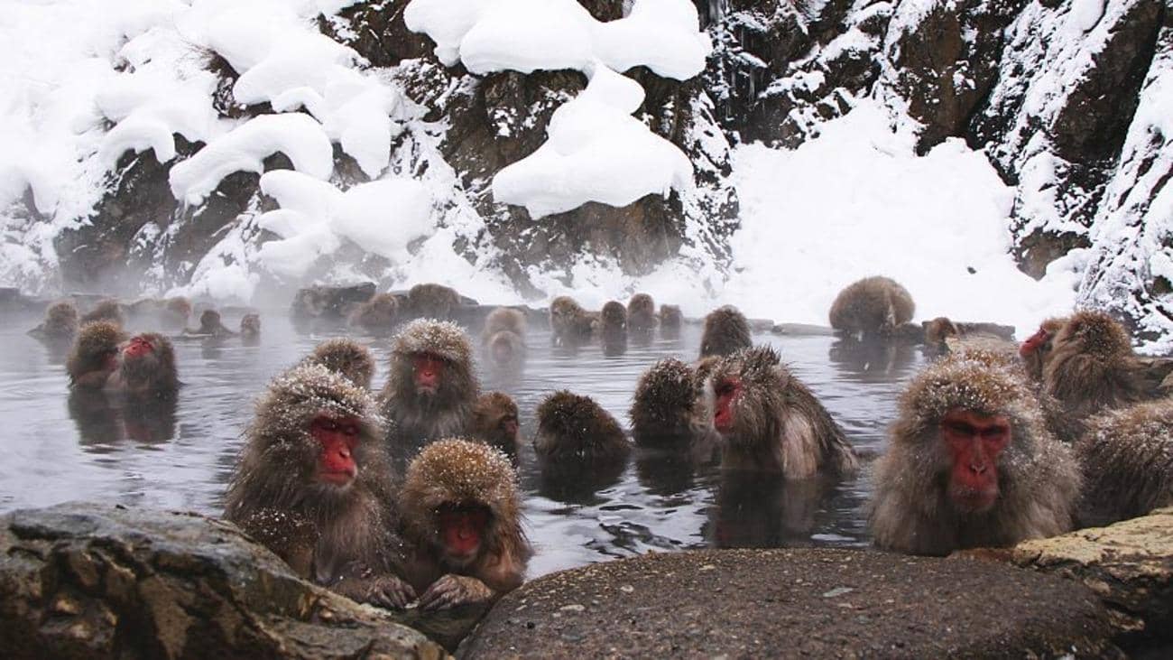 Snow monkey bathing in a hot spring at Jigokudani Monkey Park in Nagano